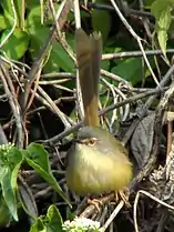 Yellow-bellied Prinia