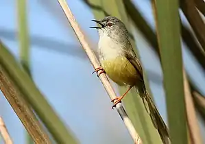 Yellow-bellied Prinia
