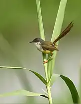 Yellow-bellied Prinia