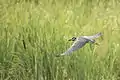 Yellow-crowned night heron taking flight from Cell 10
