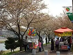 Yocheon River in spring (2008) - II