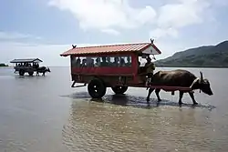 Tourists on traditional buffalo carts arrive at Yubu Island in Taketomi Town, Yaeyama District, Okinawa Prefecture
