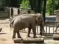 Indian elephant