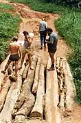 Log bridge in Zaire, made of multiple parallel logs