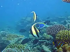 Moorish idol (Zanclus cornutus)