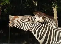 Flehmen response in a zebra
