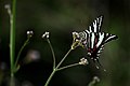 Zebra swallowtail by Cell 2