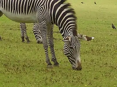 Image 59A zebra grazing at Marwell Zoological Park (from Portal:Hampshire/Selected pictures)