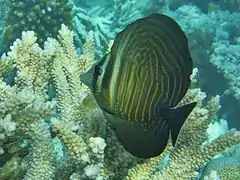 Indian sail-fin surgeonfish (Zebrasoma desjardinii) (pre-adult)
