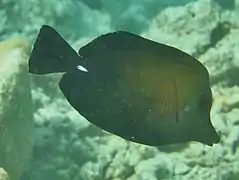 Brown tang (Zebrasoma scopas)
