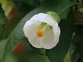 Flowering abutilon