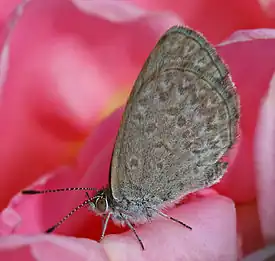 Image 18Zizina labradusPhoto credit: John O'NeillA Common Grass Blue (Zizina labradus), a small Australian butterfly. This specimen, perched on a rose, is approximately 10 millimetres (0.4&nbsp;in) in size. Females generally have a larger wingspan compared to males (23 and 20&nbsp;mm or 0.9 and 0.8&nbsp;in respectively).More selected pictures