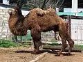 Bactrian camel