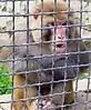 Rhesus macaque