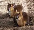 Muntjac