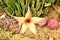 Giant star flower