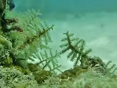 A hydrozoan Zygophylax sp.