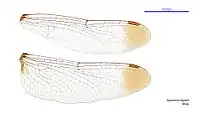 Male wings