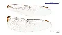 Male wings