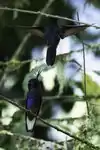 Two velvet-purple coronets in the Ecuadorian Chocó cloudforest.