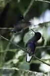Two velvet-purple coronets in the Ecuadorian Chocó cloudforest.