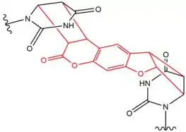 Chemical structure of DNA crosslink induced by Psoralen.