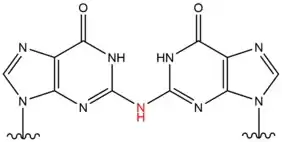 Chemical structure of DNA crosslink indiuced by Nitrous acid.