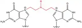 Structure of DNA crosslink induced by Nitrogen Mustard.