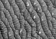 Olympia Planitia Dunes, as seen by HiRISE.  Gypsum has been detected here by MRO.