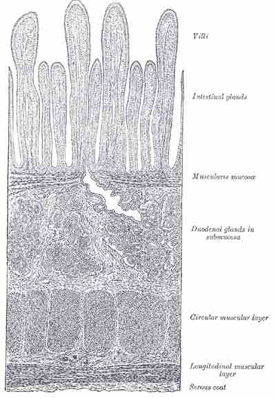 Section of duodenum