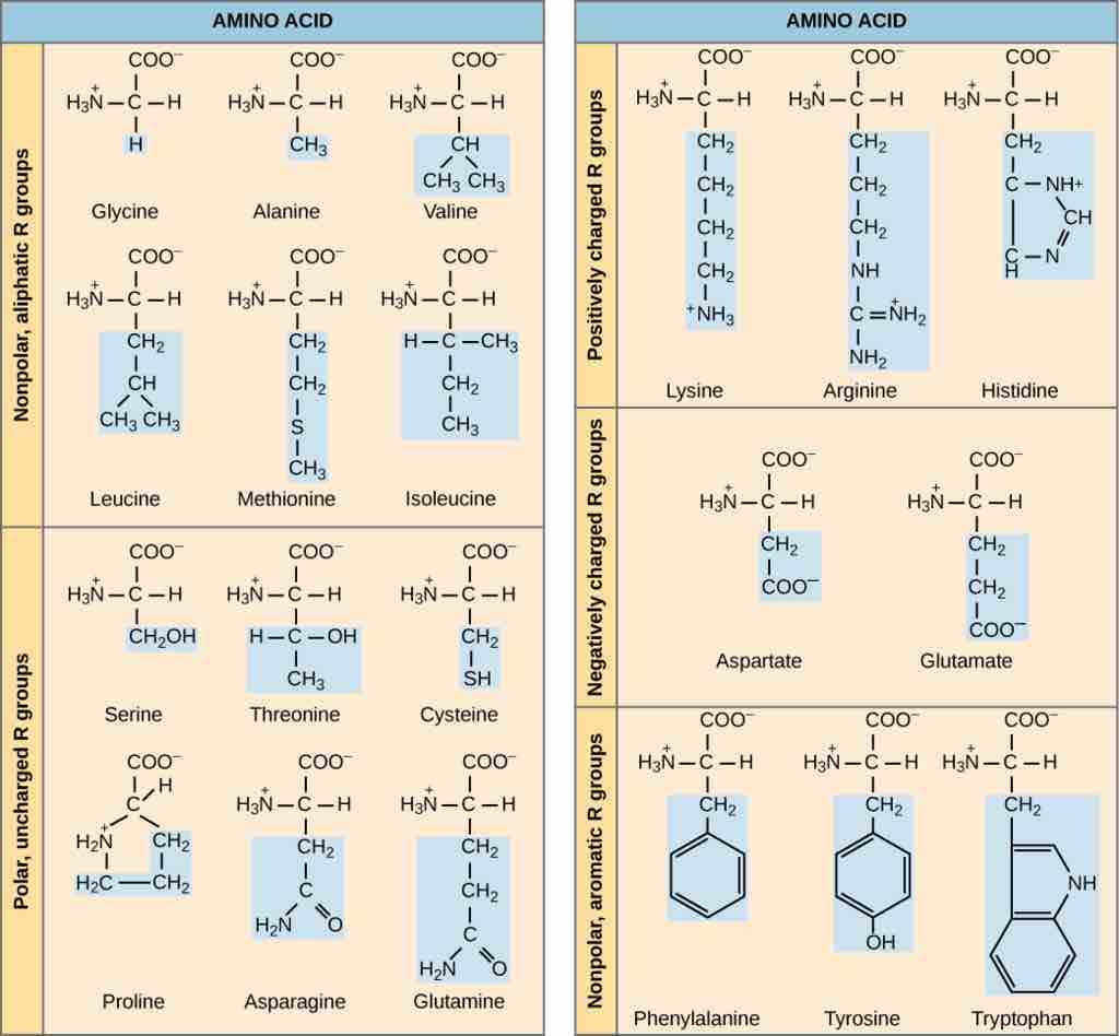 Types of amino acids