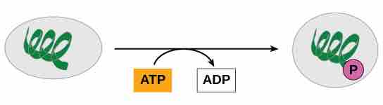 Protein phosphorylation