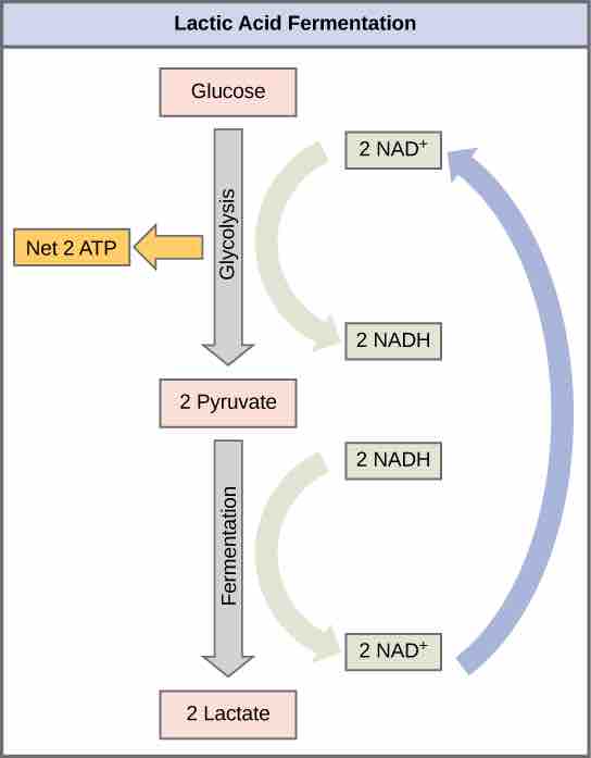 Lactic acid fermentation