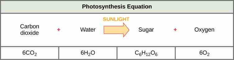 Chemical equation for photosynthesis