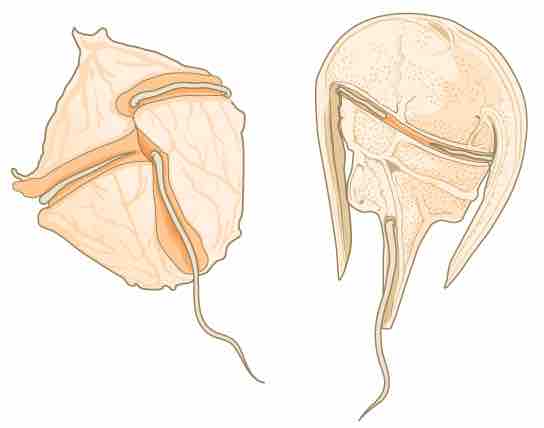 Dinoflagellates