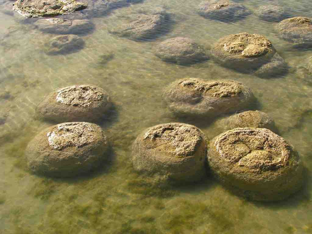 Stromatolites