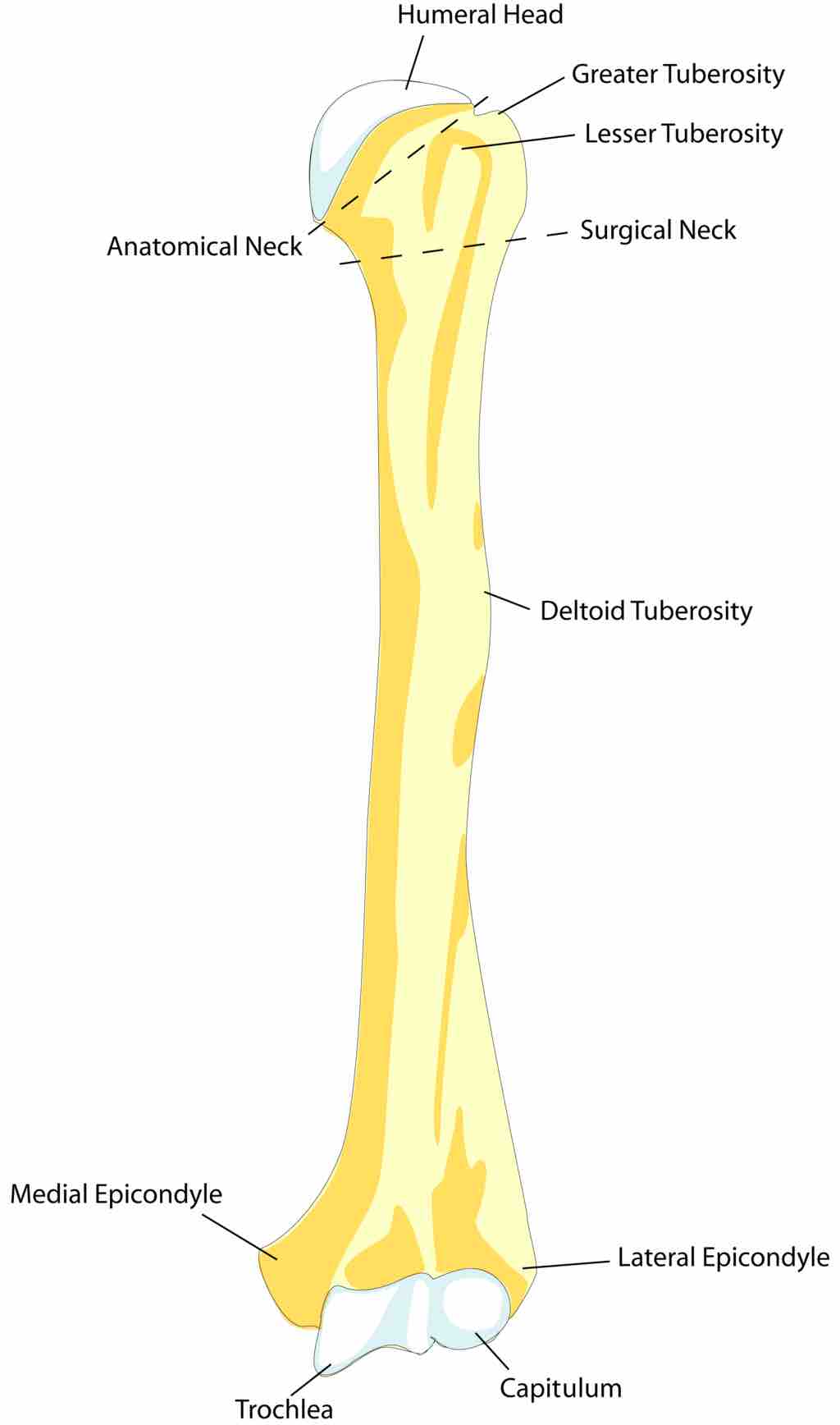 Humerus
