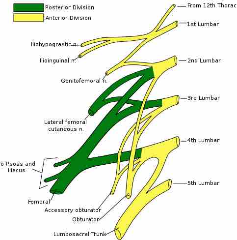 Lumbar plexus