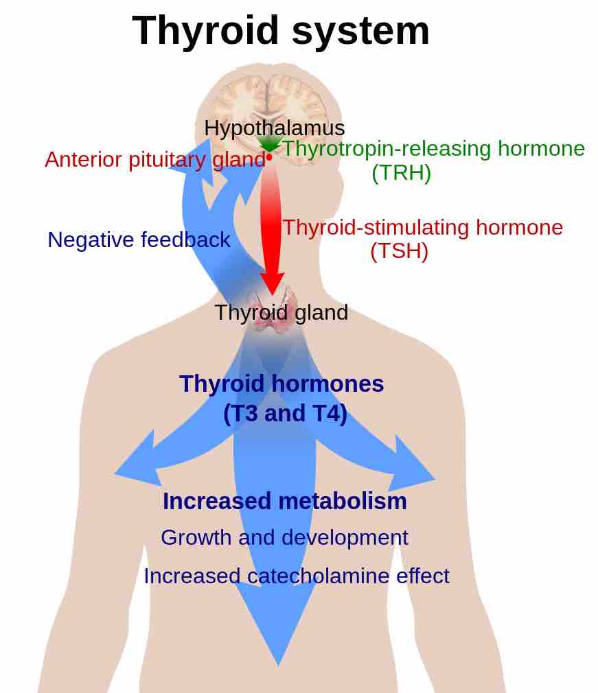 The thyroid system