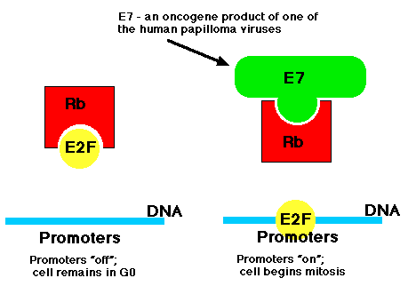 Proto-oncogenes Can Become Oncogenes
