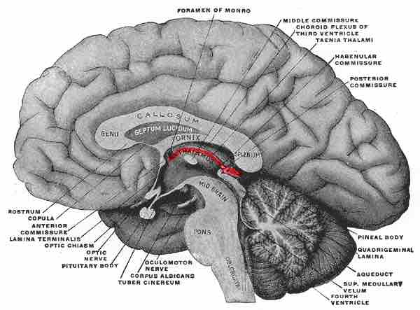 The Epithalamus