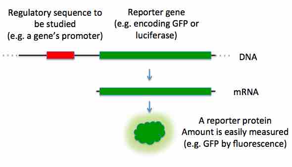 Introducing a reporter gene into a cell