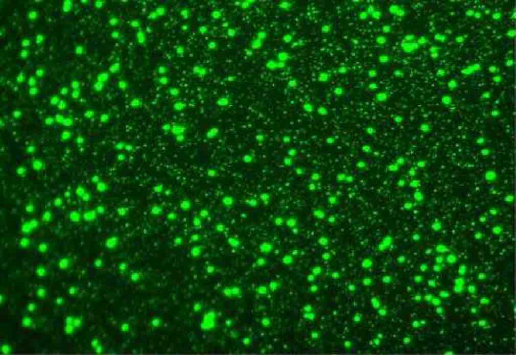 Viral diversity in seawater