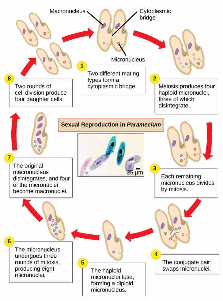 <em>Paramecium</em>: sexual reproduction