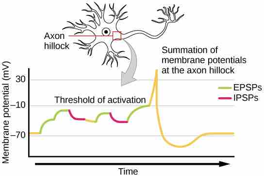 Signal summation at the axon hillock
