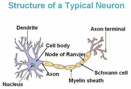 The structure of a neuron