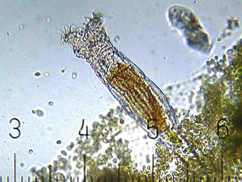 Rotifers