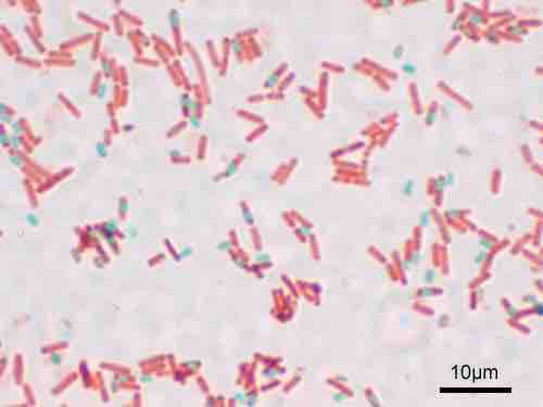 Bacillus subtilis stained with the Schaeffer-Fulton stain.