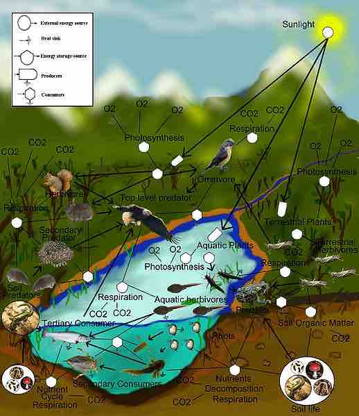 A freshwater aquatic and terrestrial food-web.