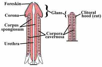 Penile clitoral structure